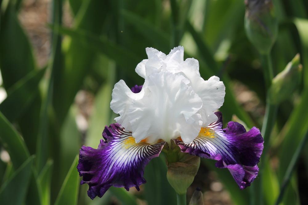 Photo of Tall Bearded Iris (Iris 'Dancing Star') uploaded by ARUBA1334