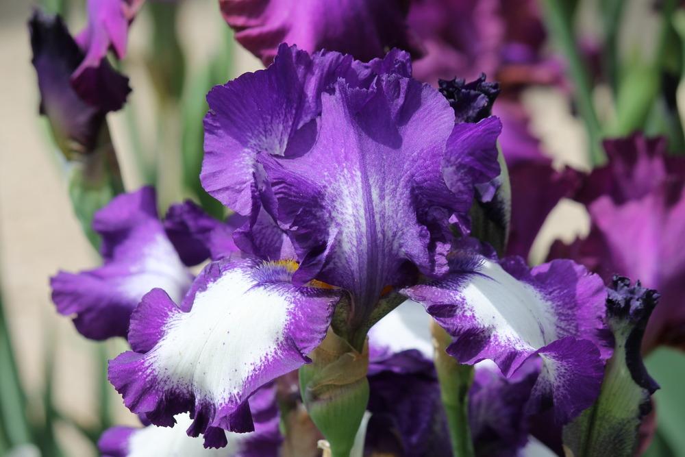 Photo of Tall Bearded Iris (Iris 'Stepping Out') uploaded by ARUBA1334