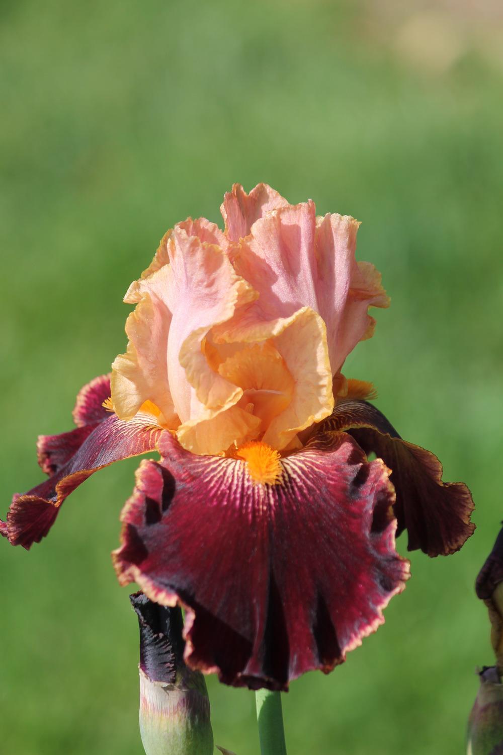 Photo of Tall Bearded Iris (Iris 'Backdraft') uploaded by ARUBA1334