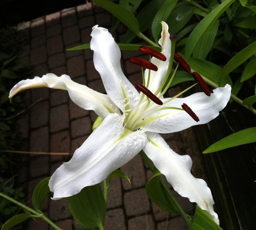 Photo of Lily (Lilium speciosum 'Album') uploaded by Ispahan
