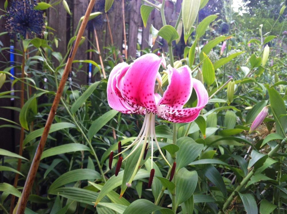 Photo of Rubrum Lily (Lilium speciosum var. speciosum) uploaded by Ispahan