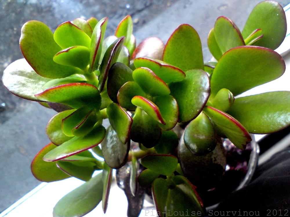 Photo of Jade Plant (Crassula ovata) uploaded by PiaLouiseSourvi