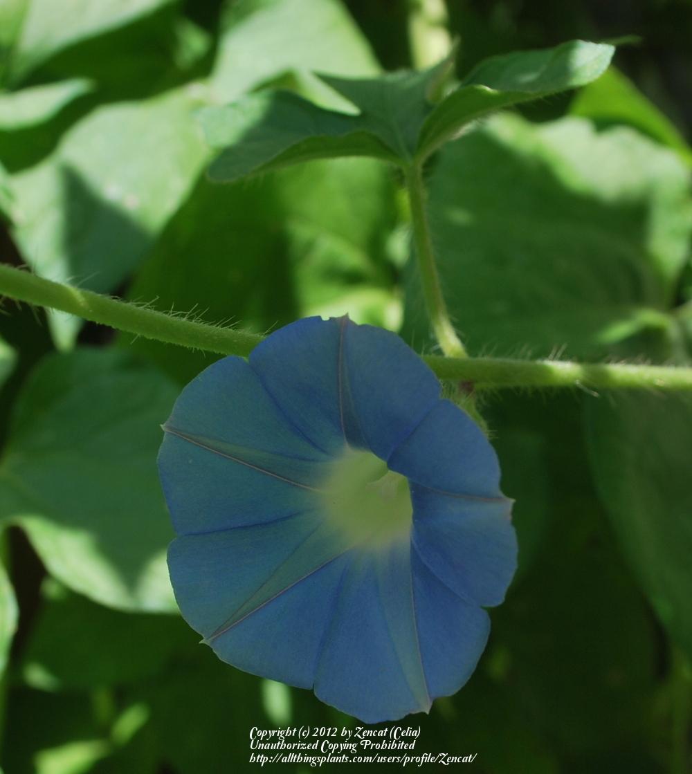 Photo of Morning Glory (Ipomoea tricolor 'Heavenly Blue') uploaded by Zencat