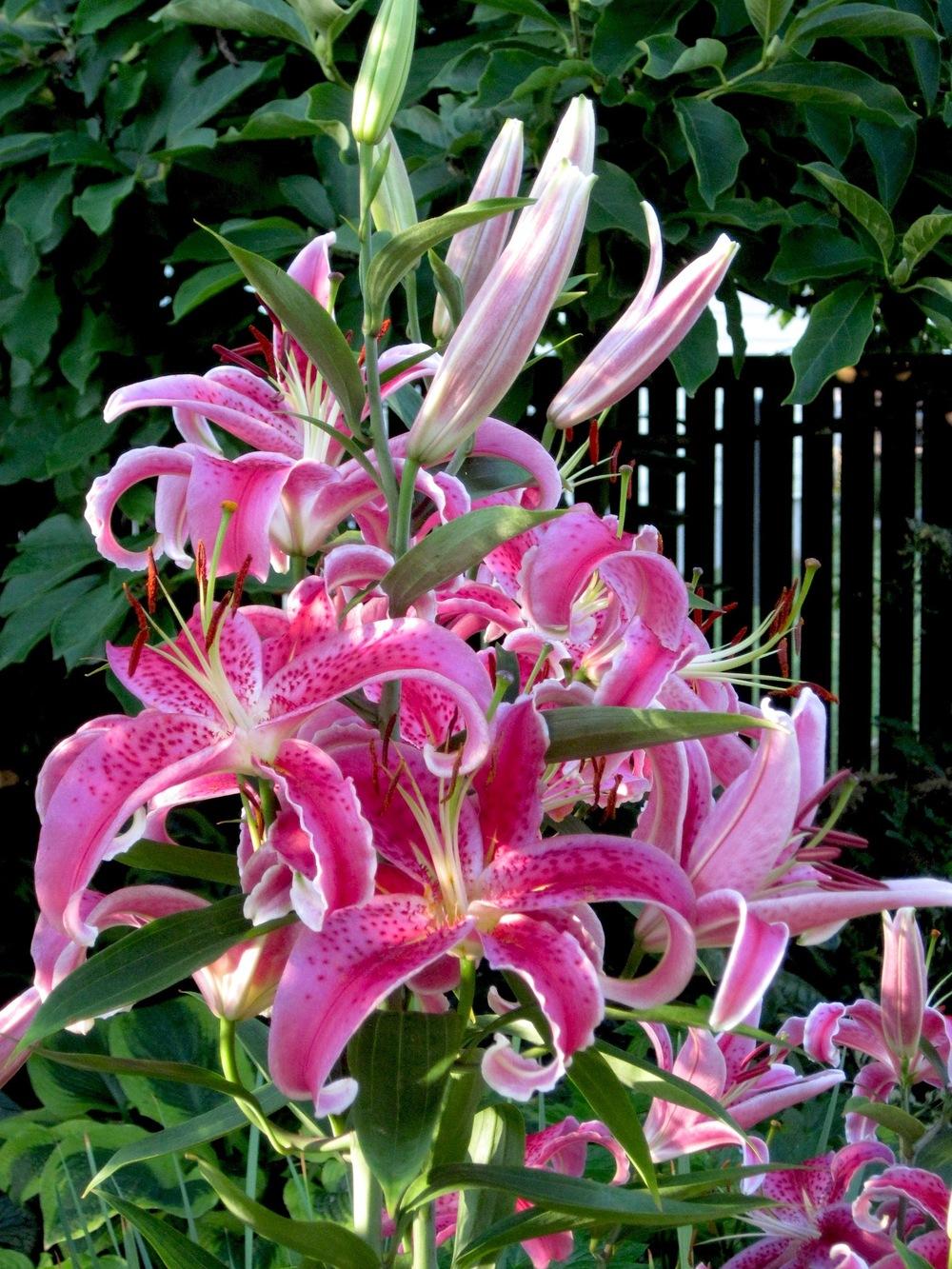 Photo of Oriental Lily (Lilium 'Star Gazer') uploaded by bearsearch
