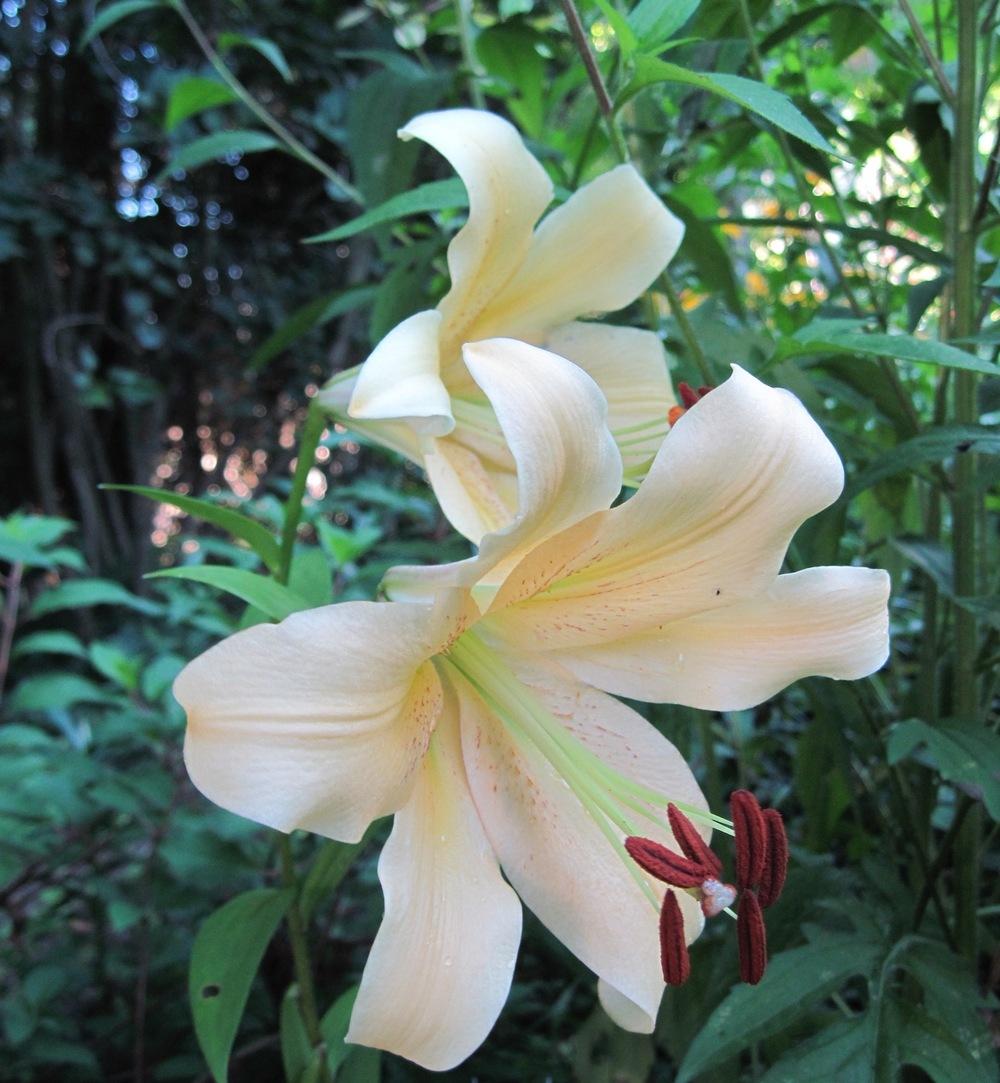 Photo of Lily (Lilium 'Northern Delight') uploaded by bearsearch