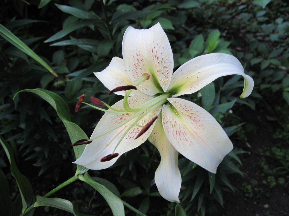 Photo of Lily (Lilium 'Silver Scheherazade') uploaded by bearsearch
