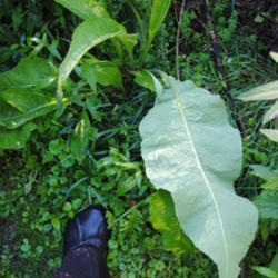 Location: My Northeastern Indiana Gardens - Zone 5b
Date: 2012-07-29
Also showing leaf reverse and very large size.