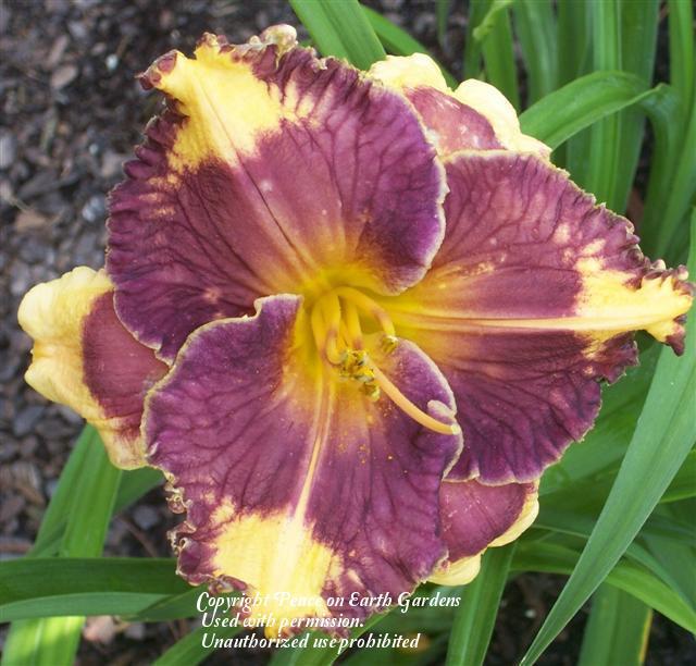 Photo of Daylily (Hemerocallis 'Magical Mystery Show') uploaded by vic