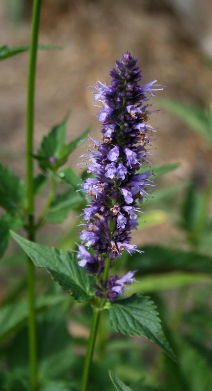 Photo of Anise Hyssop (Agastache 'Black Adder') uploaded by Calif_Sue