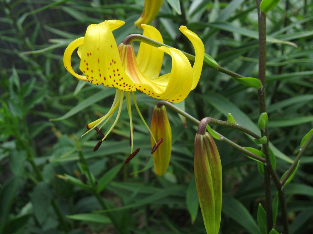 Photo of Tiger Lily (Lilium lancifolium) uploaded by Carolyn22