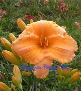 Photo of Daylily (Hemerocallis 'Orange Velvet') uploaded by Joy
