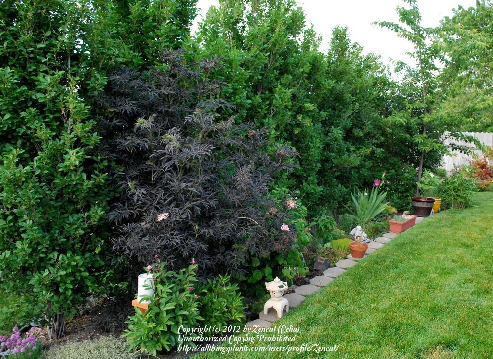 Photo of Elderberry (Sambucus nigra Black Lace™) uploaded by Zencat
