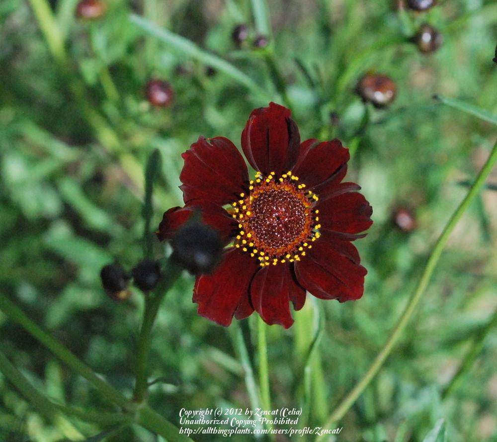 Photo of Dwarf Red Plains Coreopsis (Coreopsis tinctoria 'Mahogany Midget') uploaded by Zencat