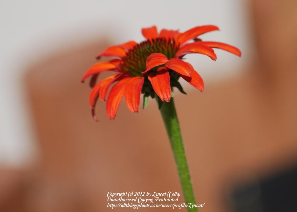 Photo of Coneflower (Echinacea 'Tomato Soup') uploaded by Zencat