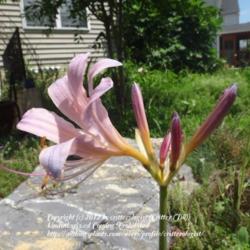 Location: my garden in Frederick, MD
Date: 2012-07-28
First bloom!  That's not a shadow on the bottom petal...  there r