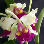 C. Hardyana 'Exotic Orchids' x self