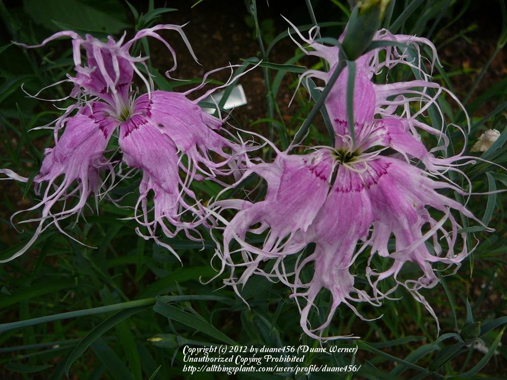 Photo of Dianthus 'Spooky Mix' uploaded by duane456
