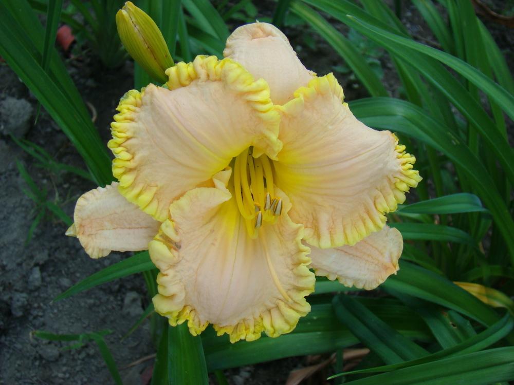 Photo of Daylily (Hemerocallis 'Alluding to Whimsy') uploaded by nh4me