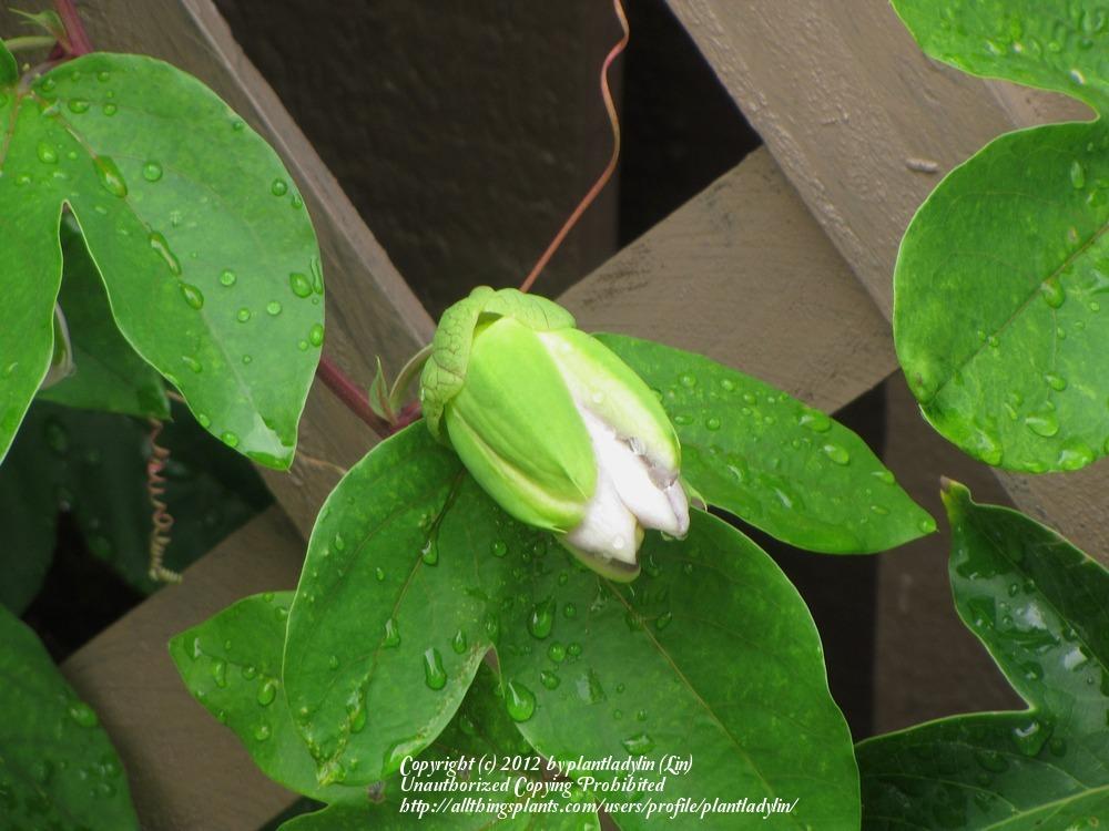 Photo of Maypop (Passiflora incarnata) uploaded by plantladylin