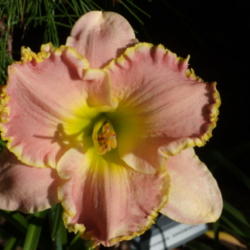 Location: My garden in Bakersfield, CA
Date: 2012-07-27 