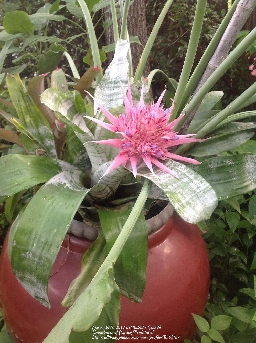Photo of Urn Plant (Aechmea fasciata 'Variegata') uploaded by Bubbles