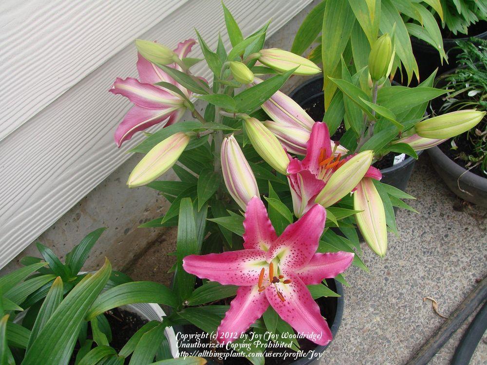 Photo of Lily (Lilium 'Entertainer') uploaded by Joy