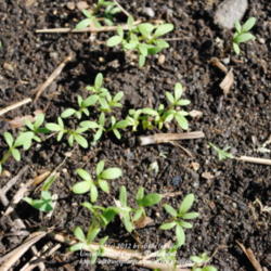 Location: My Northeastern Indiana Gardens - Zone 5b
Date: 2012-07-31
Germinated and showing in just two days! (direct sown)