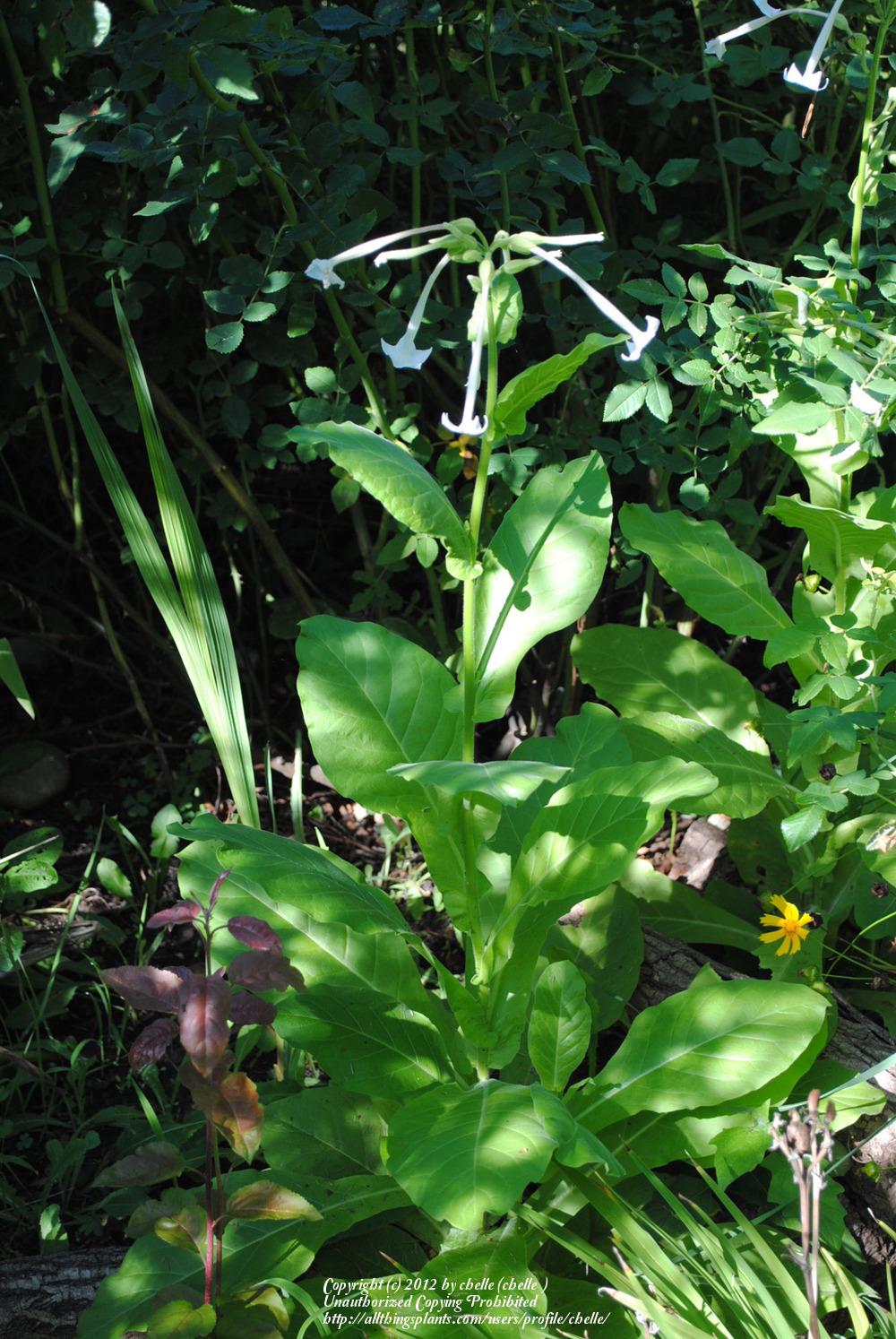 Photo of Woodland Tobacco (Nicotiana sylvestris) uploaded by chelle