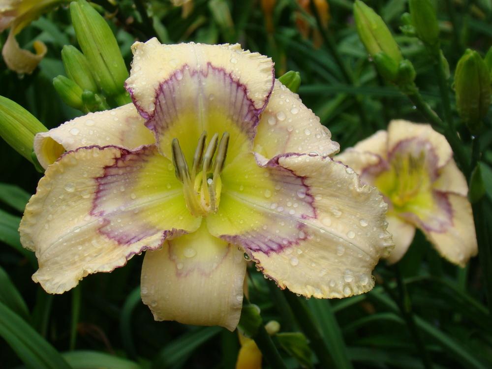 Photo of Daylily (Hemerocallis 'Marseilles Watercolor') uploaded by nh4me