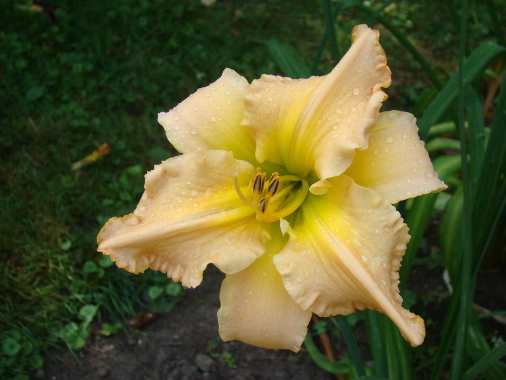 Photo of Daylily (Hemerocallis 'Acquired Arcadian Bliss') uploaded by nh4me