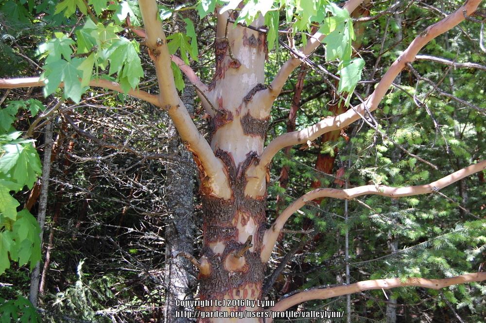 Photo of Pacific Madrone (Arbutus menziesii) uploaded by valleylynn