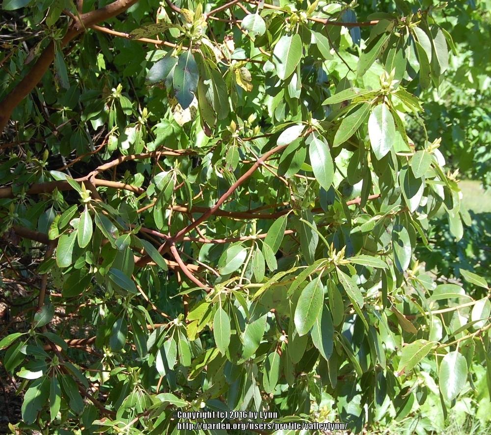 Photo of Pacific Madrone (Arbutus menziesii) uploaded by valleylynn