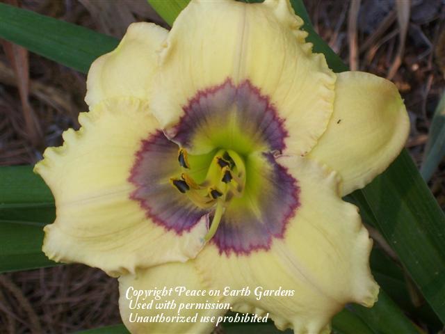 Photo of Daylily (Hemerocallis 'Oceans Eleven') uploaded by vic