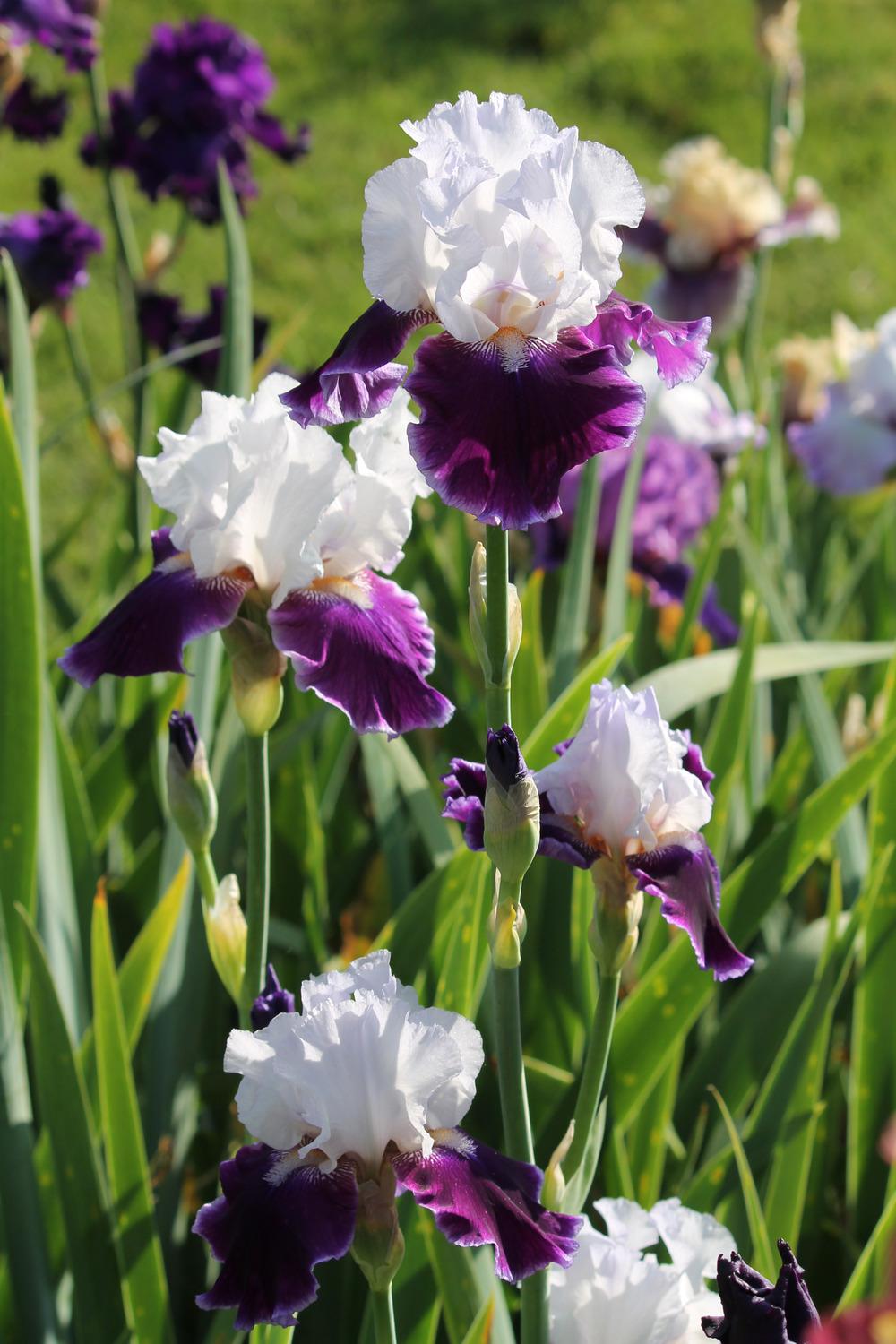 Photo of Tall Bearded Iris (Iris 'Royal Snowcap') uploaded by ARUBA1334