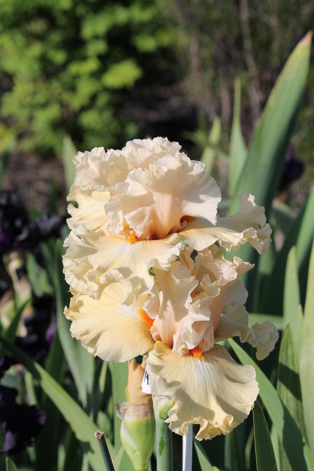 Photo of Tall Bearded Iris (Iris 'Comes the Dawn') uploaded by ARUBA1334