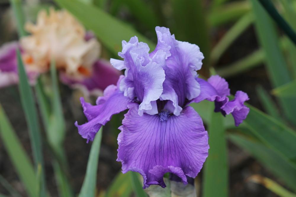 Photo of Tall Bearded Iris (Iris 'Loopty Loo') uploaded by ARUBA1334