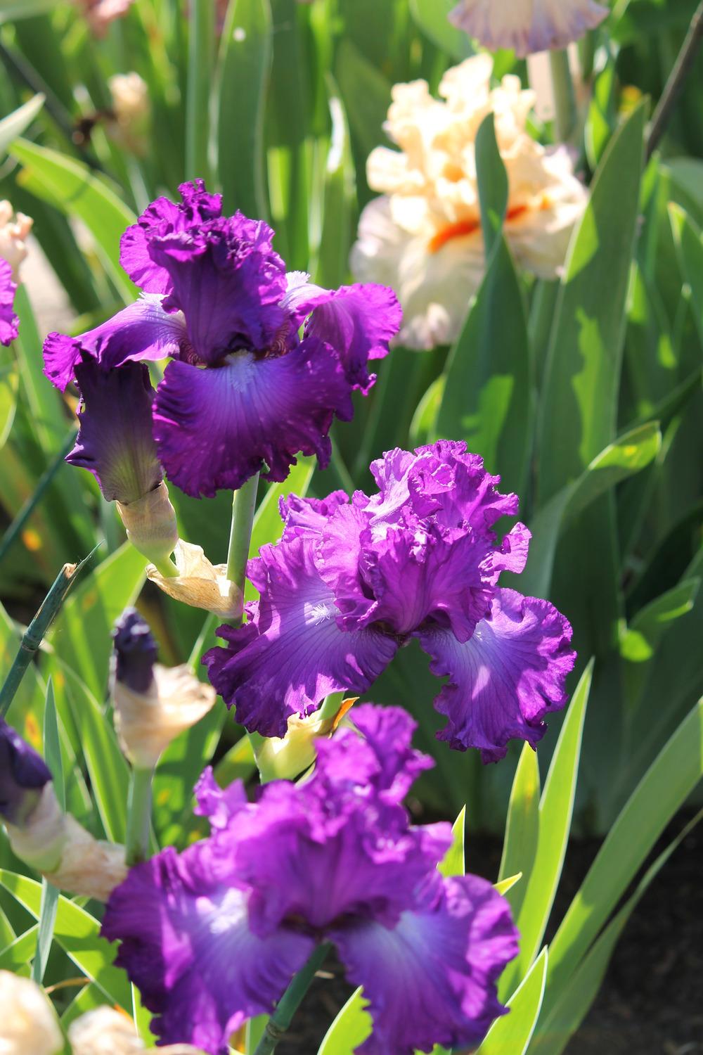 Photo of Tall Bearded Iris (Iris 'Aristocracy') uploaded by ARUBA1334