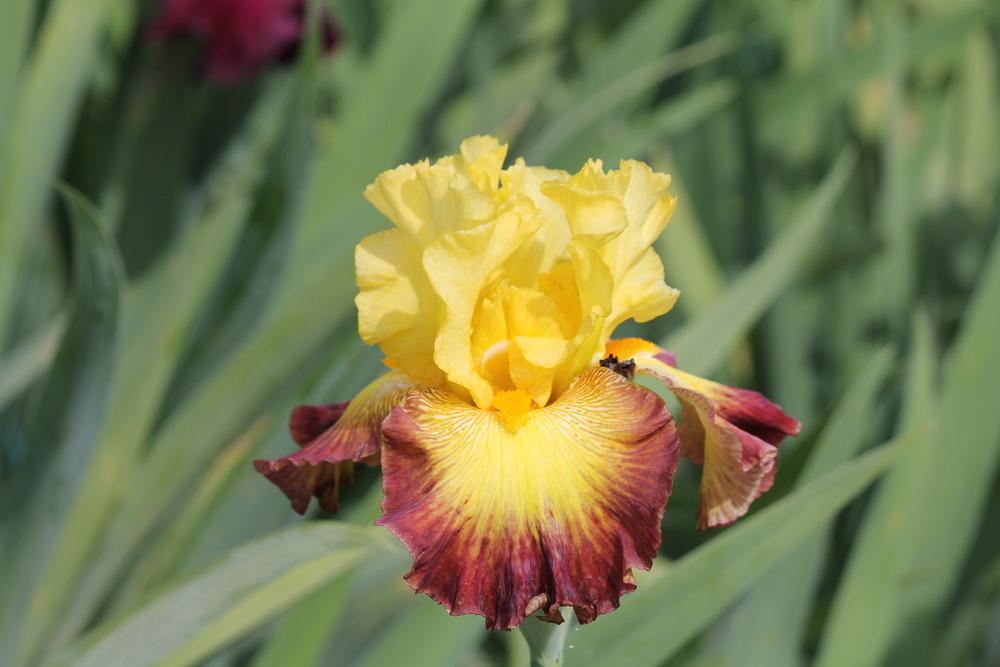 Photo of Tall Bearded Iris (Iris 'Burst of Glory') uploaded by ARUBA1334