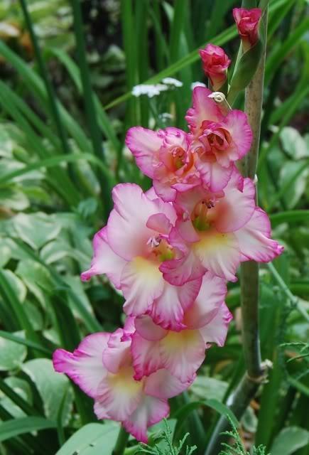 Photo of Hybrid Gladiola (Gladiolus x gandavensis 'Priscilla') uploaded by Cinta