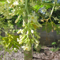 Location: Southwest Florida
Date: July 2012
Male flowers which are suspended on long stalks.
