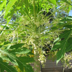 Location: Southwest Florida
Date: July 2012
plant with male flowers