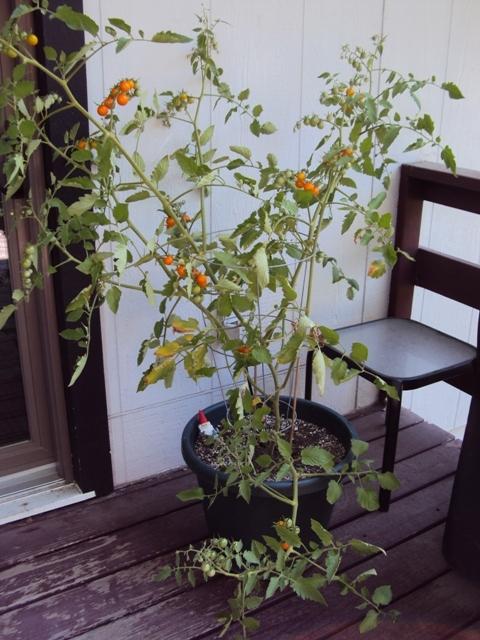Photo of Tomato (Solanum lycopersicum 'Sungold') uploaded by Maridell