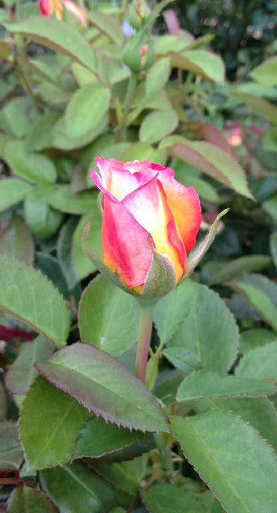 Photo of Floribunda Rose (Rosa 'Sheila's Perfume') uploaded by Skiekitty