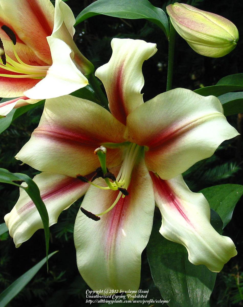 Photo of Lily (Lilium 'Lavon') uploaded by eclayne