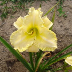 Location: Currie's Daylily Farm-Whittemore Mi.
Date: 2012-07-21
Big Bodacious Blonde