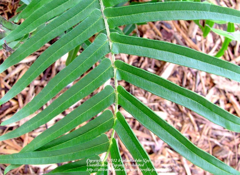 Photo of Swamp Fern (Telmatoblechnum serrulatum) uploaded by plantladylin