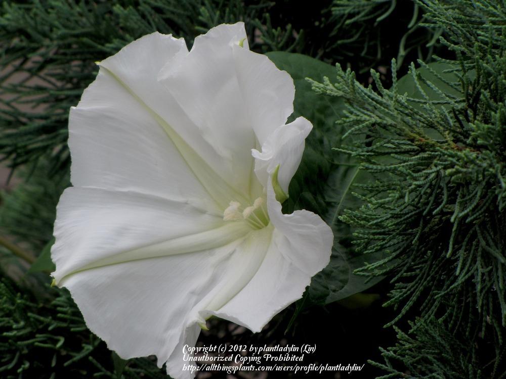 Photo of Moonflower (Ipomoea alba) uploaded by plantladylin