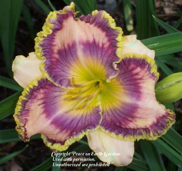 Photo of Daylily (Hemerocallis 'Passion and Pride') uploaded by vic
