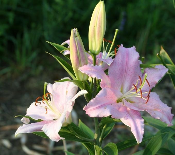Photo of Lily (Lilium 'Cesar') uploaded by JuliaNY