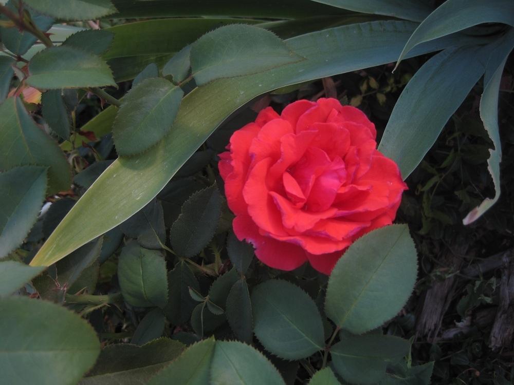 Photo of Rose (Rosa 'Artistry') uploaded by Skiekitty